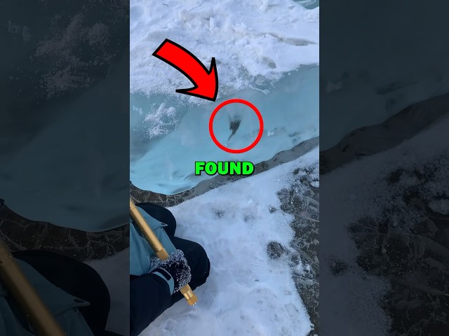 FREEING FROZEN FISH! #animals #animalstories #animalrescue #cute