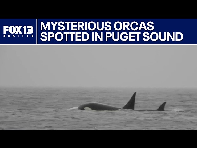 Researchers investigate rare sighting of unidentified killer whales in Puget Sound