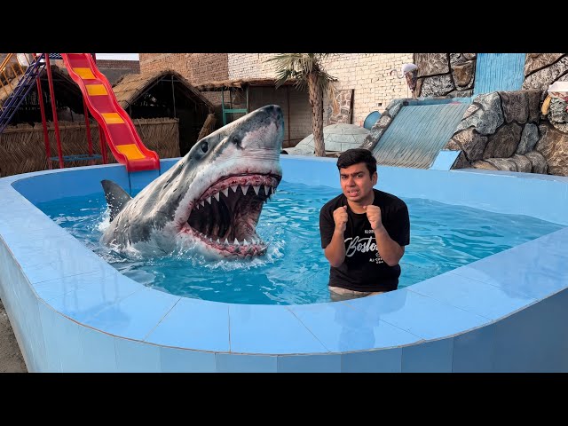 Big Shark Fish Pool Me Dal Di 😨