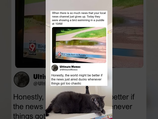 Local News Gave Up And Just Aired A Bird Taking A Bath In A Puddle #funny