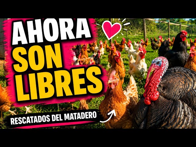 Gallinas, gallos y pavos rescatados viven felices en los nuevos terrenos