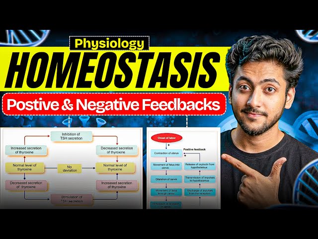 Physiology - Homeostasis | MBBS 1st Year | Explanation With Exam Notes |MBBS World