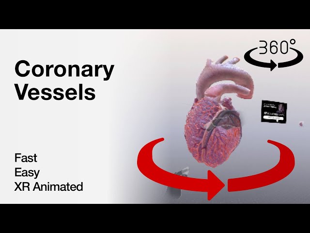 360 video - Coronary Vessels - Explained in Mixed Reality