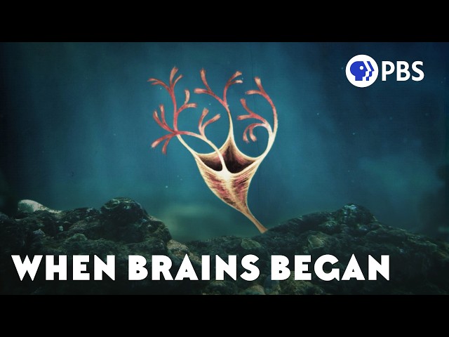The Surprising Origin of Brains