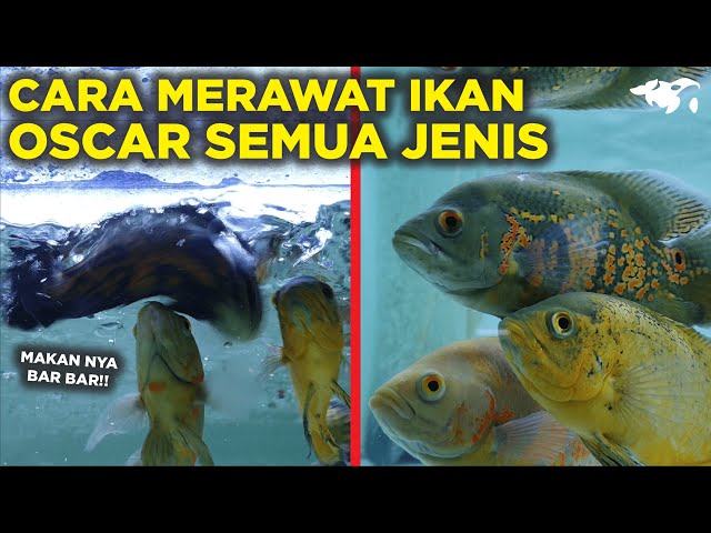 GUIDE ON HOW TO CARE FOR ALL TYPES OF OSCAR FISH, BEGINNERS MUST KNOW