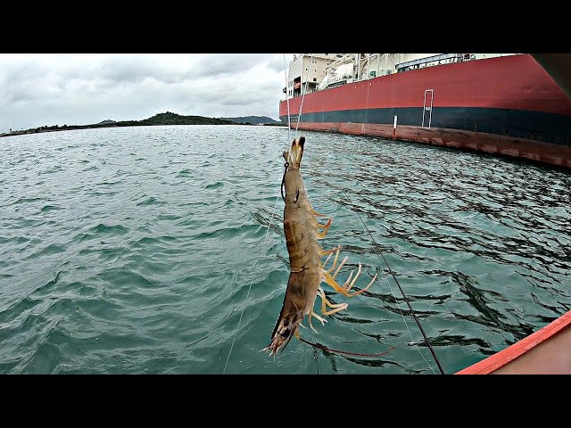 Mancing Di Laut Menggunakan Umpan ini.Ditarik ikan Besar Sampai Kewalahan