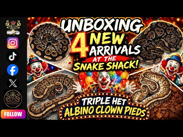 You won't believe these NEW Ball Python arrivals!
