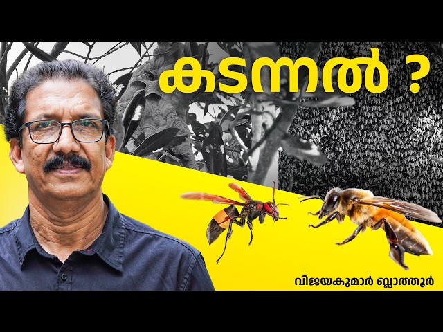 കടന്നലും തേനീച്ചയും കുത്തിയാൽ Differences between Honey Bees & Wasps? #facts #wildlife #bee #insect