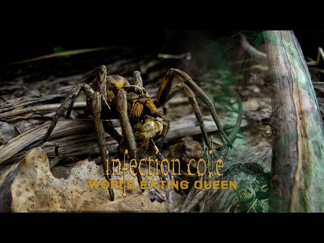 Infection Code "World Eating Queen" Official Video