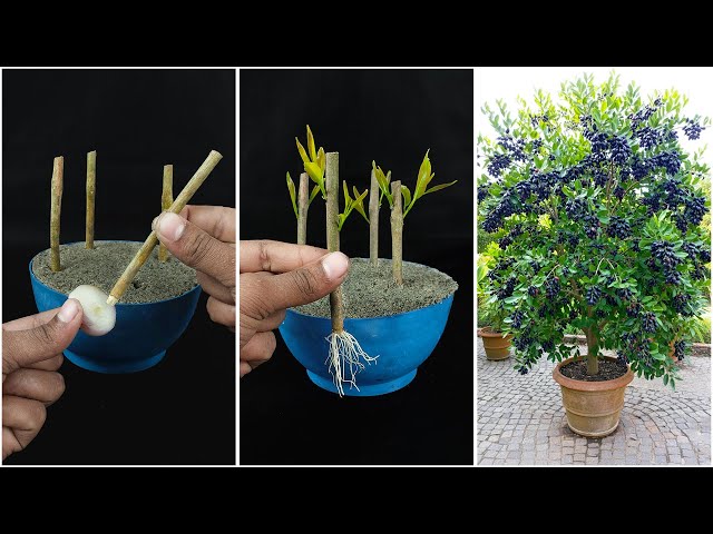 Watch how to grow java plum plant at home | Quick & effective guide