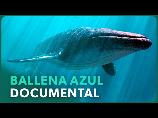 El Animal Más Grande del Planeta: Ballena Azul, Gigante de la Patagonia 🐋 Documental en Español
