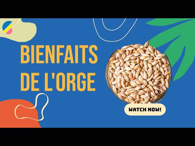 Révélation des incroyables bienfaits de l'orge et comment l'incorporer dans ton alimentation