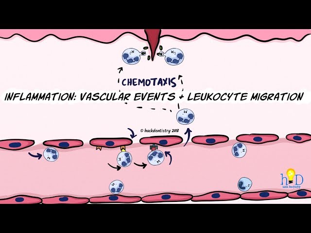 Inflammation: Vascular events and leukocyte migration