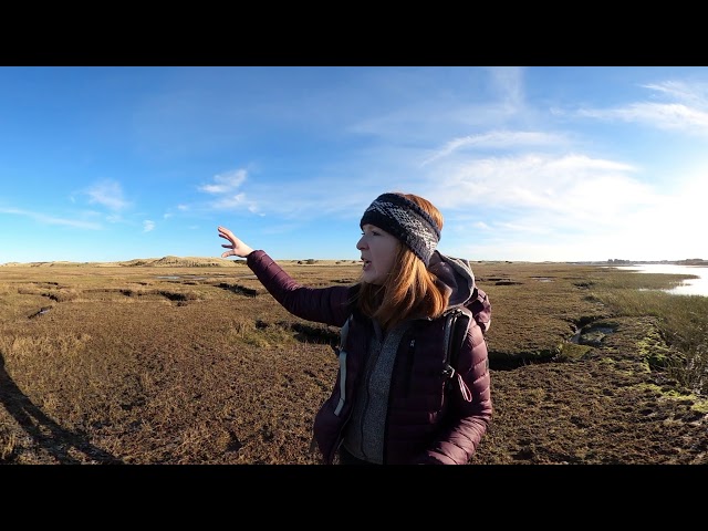 Introduction to salt marshes