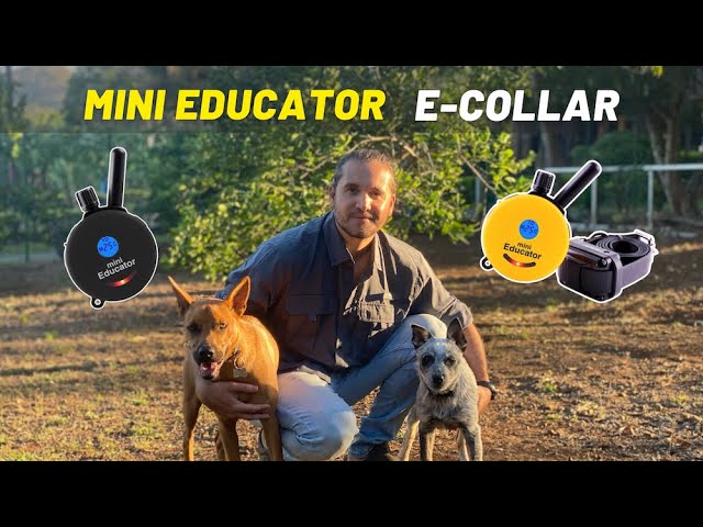 How to train my dog ​​with an e-collar | Mini Educator and best guide out there