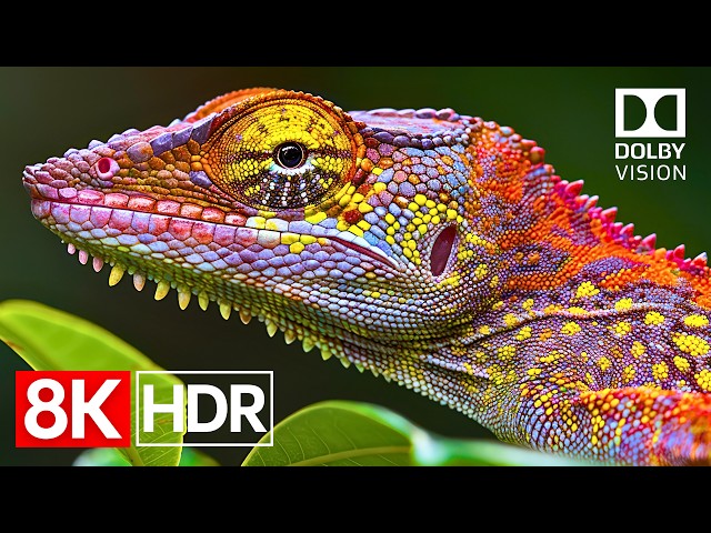 Premium TV Demo in 8K HDR 60fps Dolby Vision | Pure Visual Power