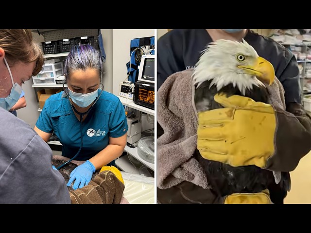 Public invited to send notes of encouragement for Big Bear eagle Jackie and her care team