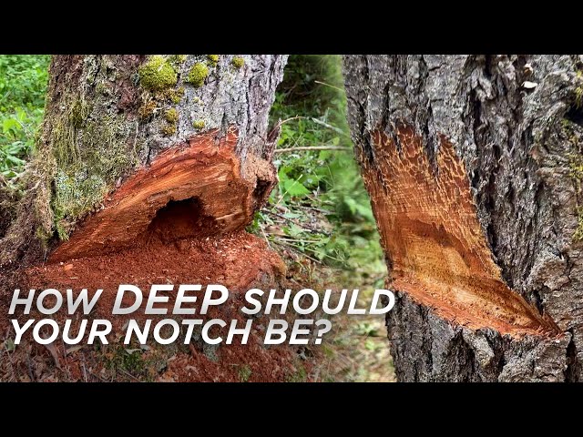 Jake and Randy's Fantastic Notch Depth EXTRAVAGANZA! Tree Felling Tips and Tricks!