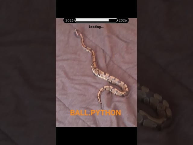 🔥 Mesmerizing Snake Close-Up 🔥