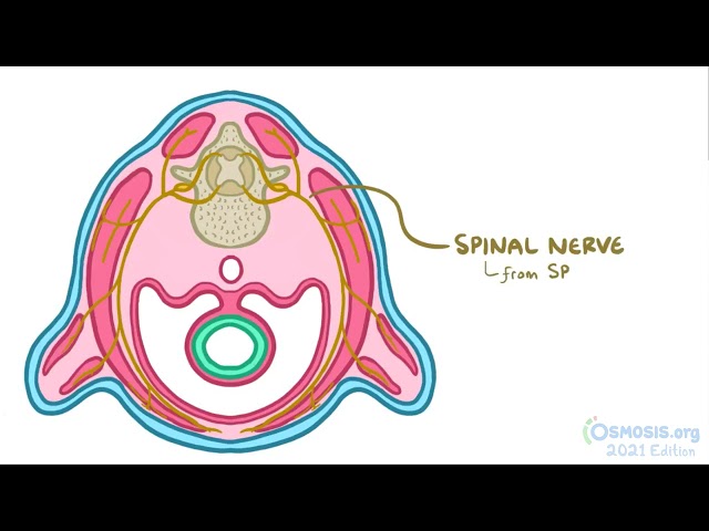 Development of the muscular system