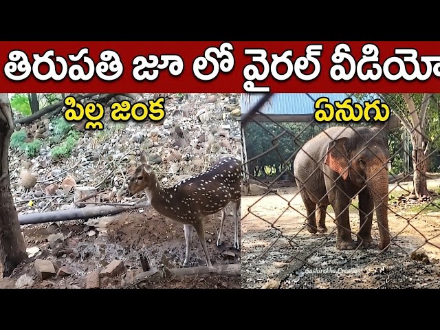 Tirumala zoo video #trendingvideos #trending #views #viralvideo #viral #video #videos #viralvideos 