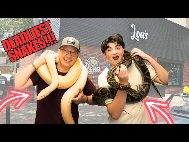 TOP FIVE SNAKE COUNTDOWN!!!!!