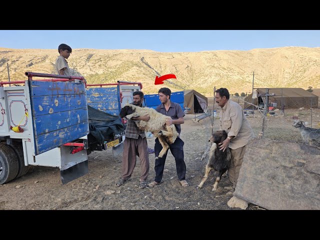 Ayas helping his father with the migration and the transfer of sheep to Ayas's home.