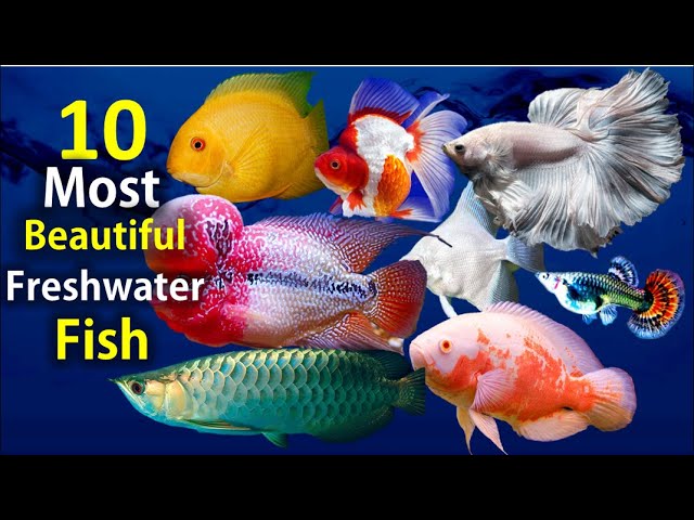 10 Most Beautiful Freshwater Fish for Aquarium