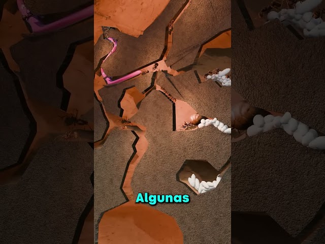ASI ES COMO COME EL OSO HORMIGUERO!! 😯