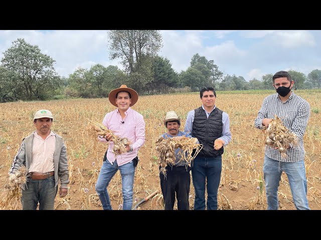 Garlic Producers | Italian and Japanese Varieties | Cultivation and Harvesting