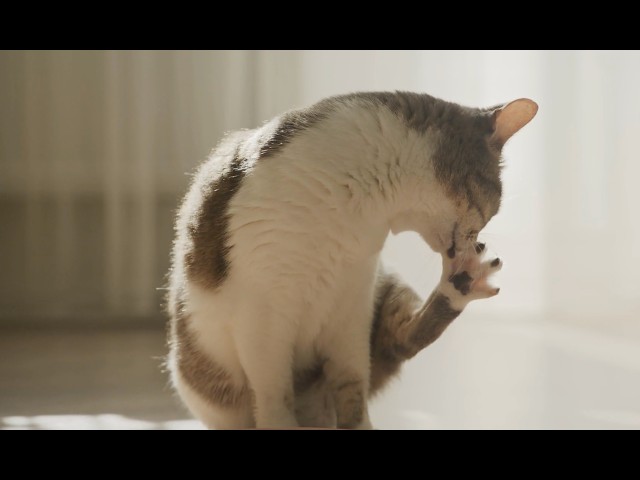 How do cats clean themselves? – animation reference