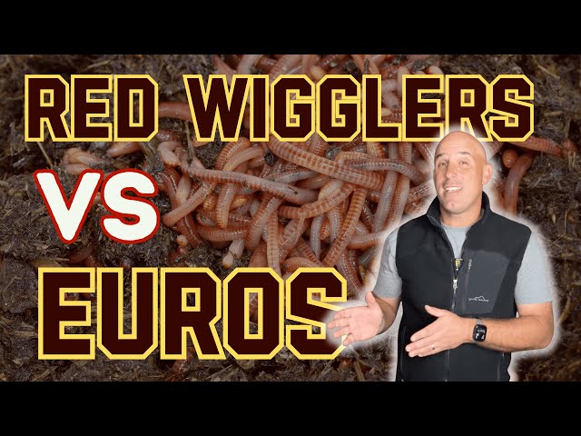 European Nightcrawlers Vs Red Wigglers Breakdown