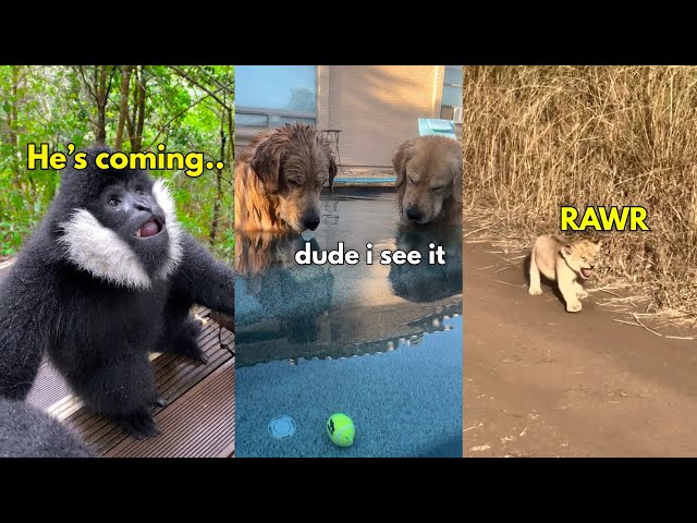 Best Animal Voiceovers by Tristan Maloney | 2025 Compilation