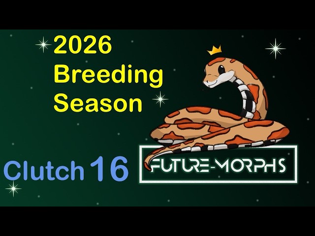 Clutch 16: Miami Phase! | Future-Morphs