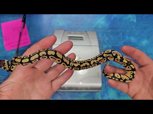 Twenty-nineth Ball Python of 2025 Update: Clowns!