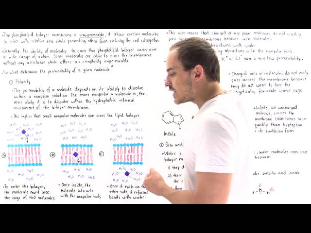 Permeability of Cell Membrane