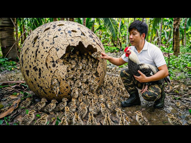 Catching Deathlayer Chickens… Then I Found 100 Baby Chicks