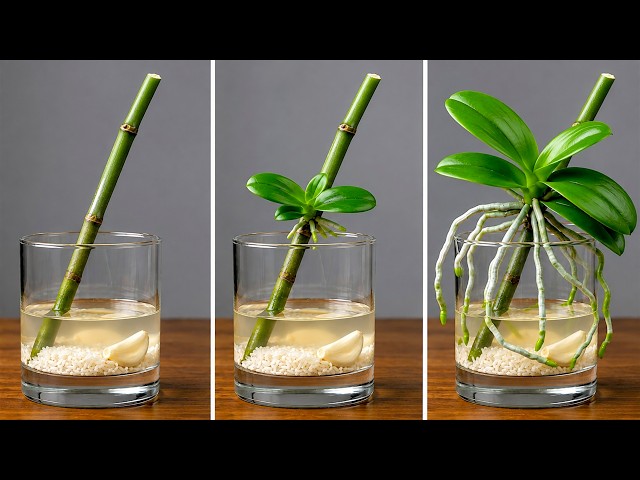 🌸Once You Know This Secret, You Can Propagate Any Orchid