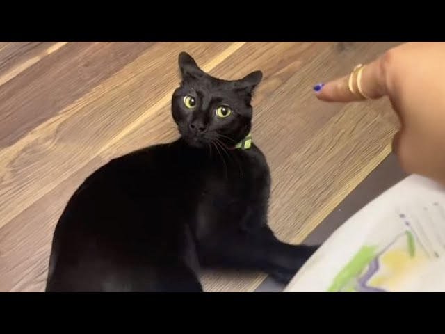 Cats Can't Stop Being Dramatic on the Internet 😂 TOP Funny Cats Video 2025
