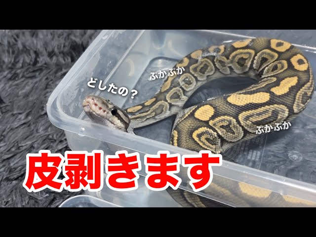 Peeling the shed off a snake floating in the bath... The sight of it exhausted after everything w...