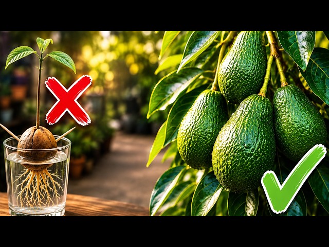 How to Grow an Avocado Tree That Actually Produces Fruit