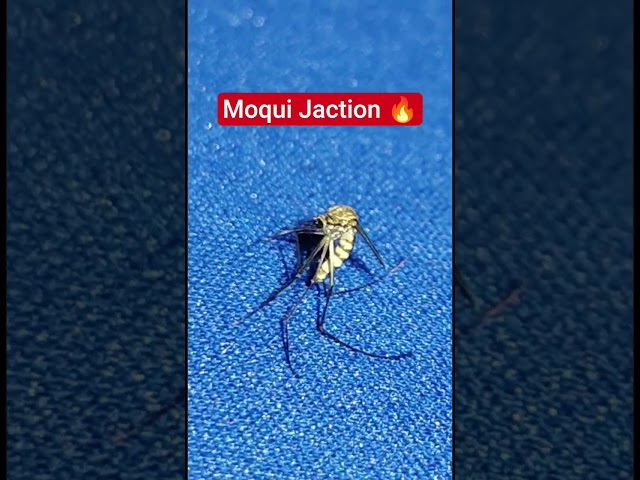 Mosqui Jackson 🔥#michaeljackson #funny #shorts #mosquito #reels #viral