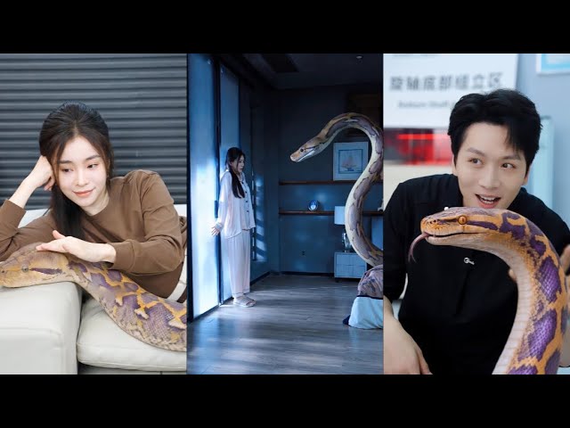 My pet python treated me as prey.#movie #drama #film