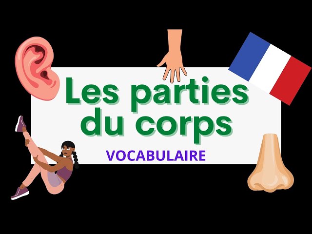 Les parties du corps | Parts of the body | French vocabulary