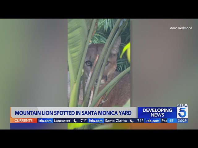 Santa Monica residents on alert after mountain lion spotted in backyard
