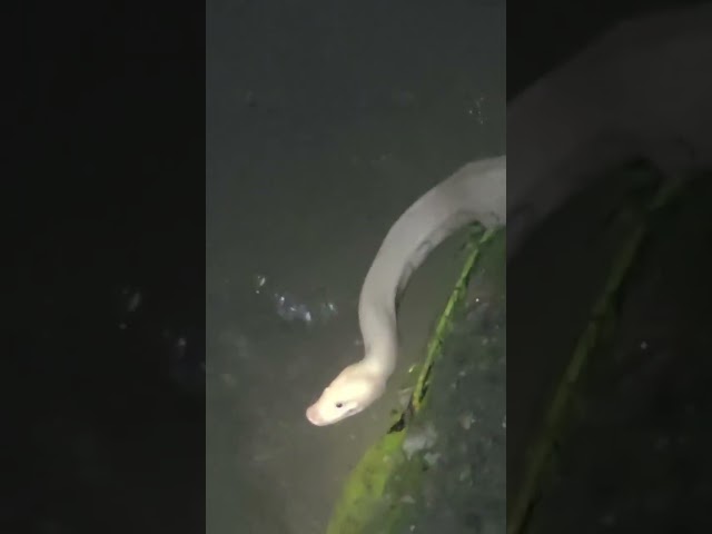 Big python snake is found near river #siliguri khabar news