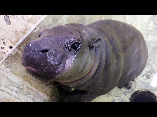 A Unique and Cute Pygmy Hippo Baby! | Ueno Zoological Gardens