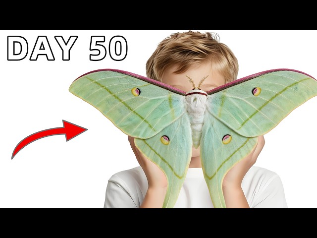Raising a Luna Moth for 50 Days