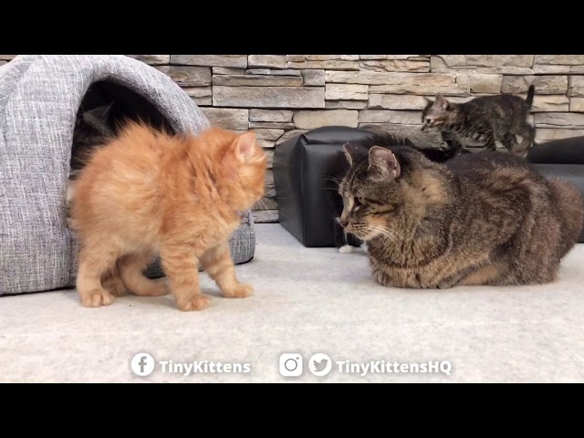 Scary puffy kitten won't back down!  TinyKittens.com