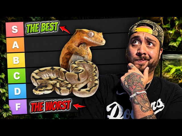 What are THE BEST and WORST Reptiles for Your Office??